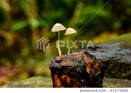 菇 63273889