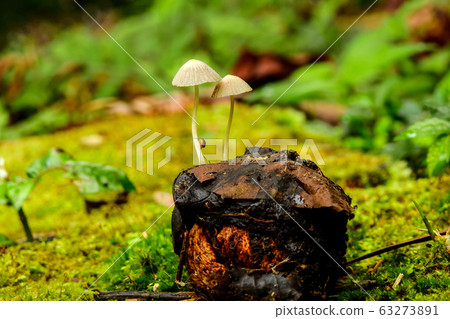 菇 63273891