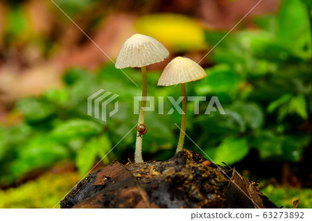 菇 菇 63273892