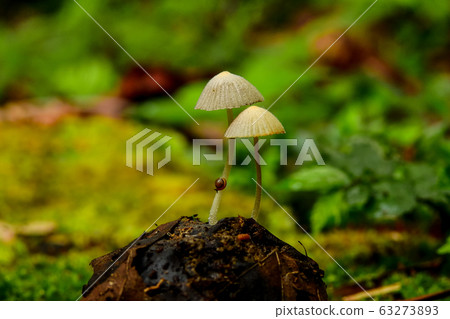 菇 63273893