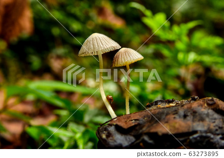 菇 菇 63273895