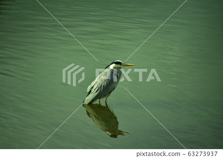 Gray heron 63273937