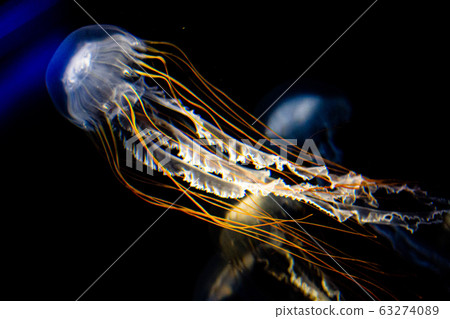 Jellyfish swimming in the water Jellyfish swimming in the water 63274089