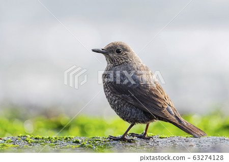 Bumblebush female 63274128