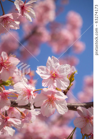 Kawazu cherry tree of Yodo river Kawazu cherry tree of Yodo river 63274173