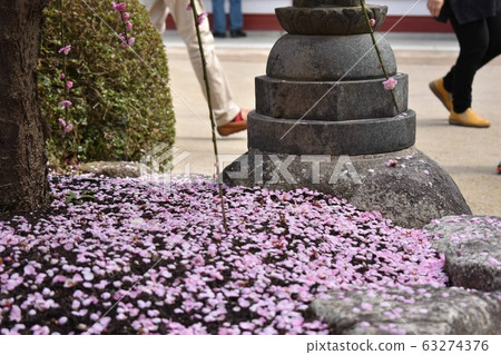 Plum blossoms 63274376