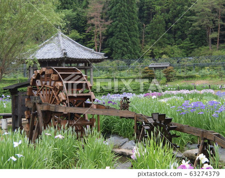 Water mill and iris Water mill and iris 63274379