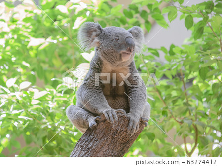 Koala (green leaf on natural green background) 63274412