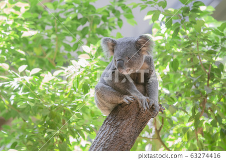 Koala (green leaf on natural green background) 63274416