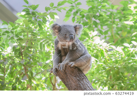 Koala (green leaf on natural green background) Koala (green leaf on natural green background) 63274419