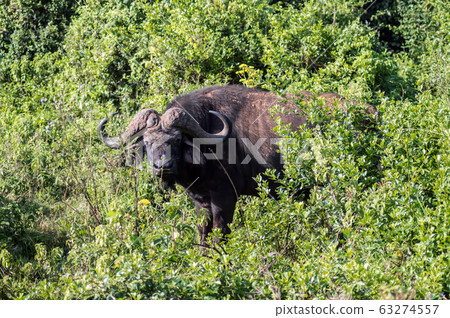 Buffalo in the forest of Aberdare Park Buffalo in the forest of Aberdare Park 63274557