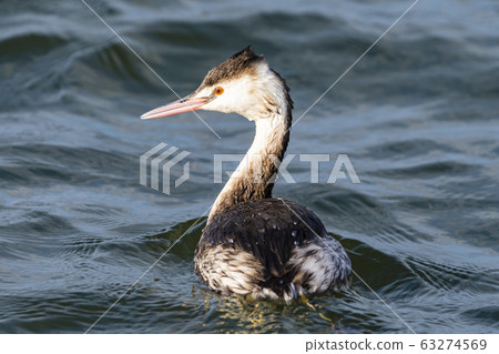Great crested grebe 63274569