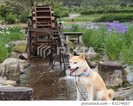 Shiba Inu and Iris Shiba Inu and Iris 63274687
