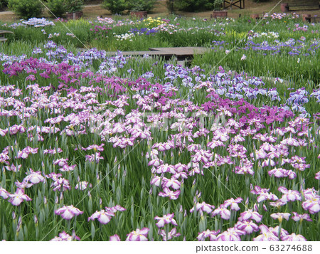 Iris garden 63274688