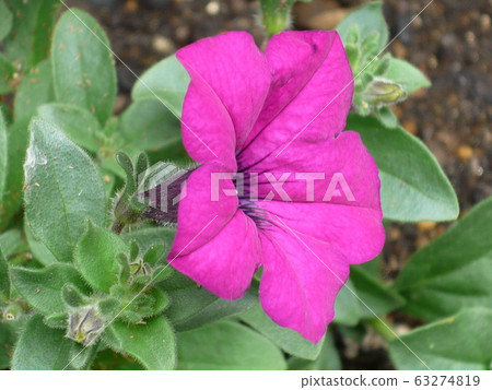 花卉,植物 花卉,植物 63274819