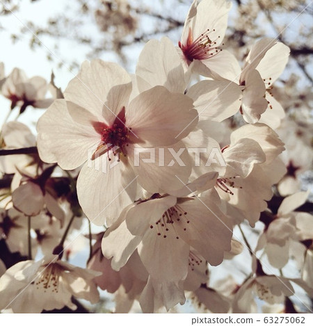 Cherry Blossoms Cherry Blossoms 63275062