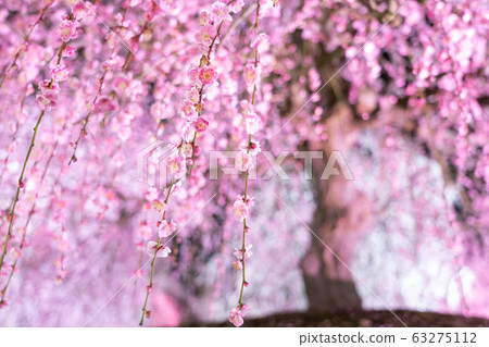 Light up the Suzuka Forest Garden Light up the Suzuka Forest Garden 63275112