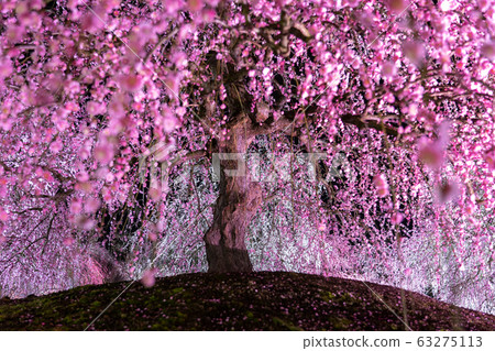 Light up the Suzuka Forest Garden 63275113