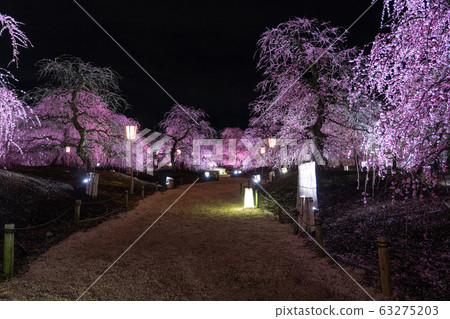 Light up the Suzuka Forest Garden Light up the Suzuka Forest Garden 63275203