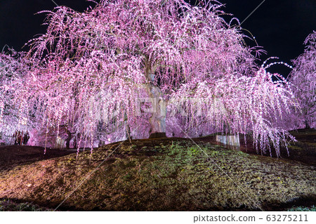 Light up the Suzuka Forest Garden 63275211