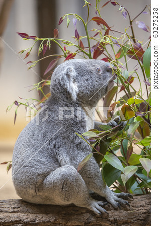 [Koala] Koala eating eucalyptus leaves 63275258
