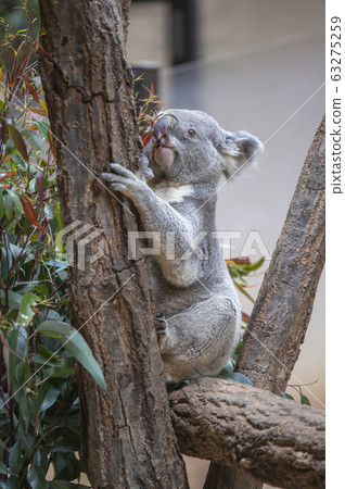 [Koala] Koala eating eucalyptus leaves 63275259