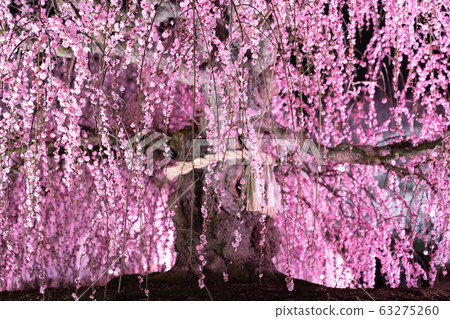 Light up the Suzuka Forest Garden Light up the Suzuka Forest Garden 63275260