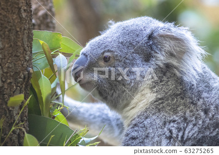 [Koala] Koala eating eucalyptus leaves 63275265