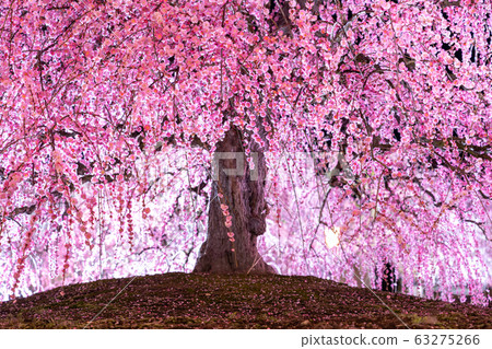 Light up the Suzuka Forest Garden 63275266