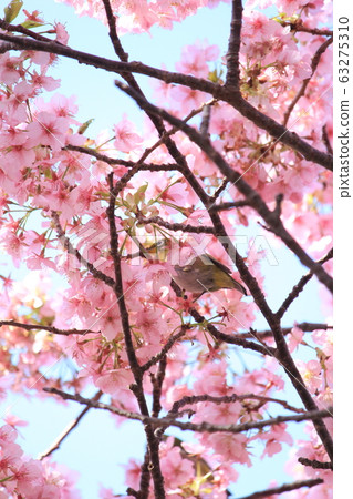 Kawazu cherry tree and mezzo Kawazu cherry tree and mezzo 63275310