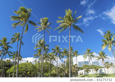 [Hawaii image] palm trees, blue sky and clouds 63275732
