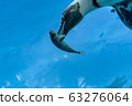 Penguin feeding 63276064