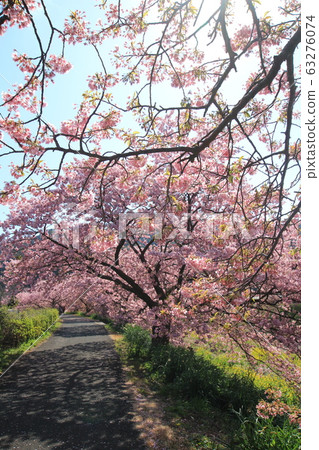 南伊豆南櫻花和油菜花節 南伊豆南櫻花和油菜花節 63276074