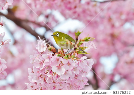  河津櫻和名次郎盛開：櫻花樹：霍亞河 63276232