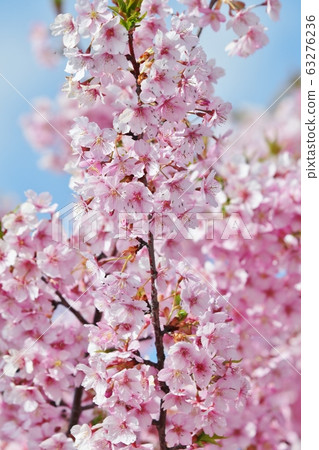 河津櫻盛開:一排櫻桃樹:霍亞河 河津櫻盛開:一排櫻桃樹:霍亞河 63276236