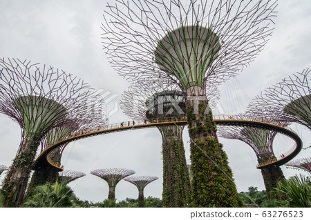 Supertree Grove in Marina Bay, Singapore Supertree Grove in Marina Bay, Singapore 63276523