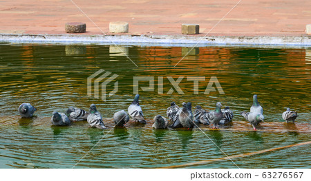 Pigeons drinking water on the pond Pigeons drinking water on the pond 63276567