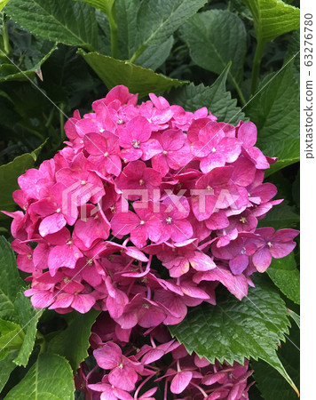 Ajisai Flower Hydrangea Blooming In Spring Stock Photo