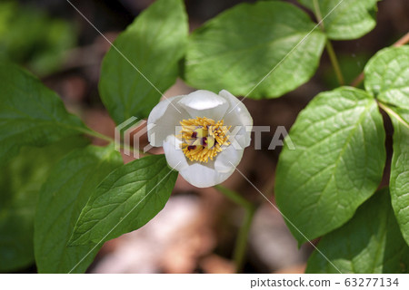 Yamazakiyaku 63277134