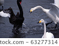 黑天鵝天鵝 黑天鵝天鵝 63277314