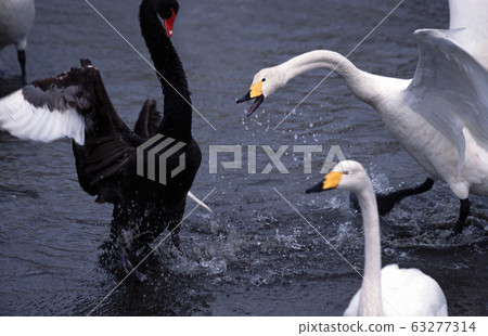 黑天鵝天鵝 63277314