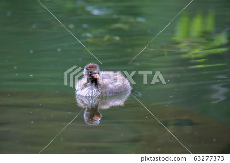 Young birds of Kaizburi Young birds of Kaizburi 63277373