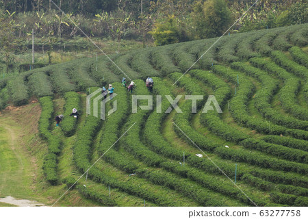 Farmer Piking up Tea Tips Leafs from Tea Trees in Tea Plantation. Farmer Piking up Tea Tips Leafs from Tea Trees in Tea Plantation. 63277758