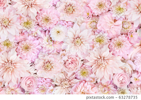 flower, dahlia, bloom 63278735