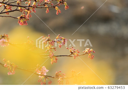 Minamiizu Minami cherry buds Minamiizu Minami cherry buds 63279453