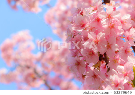 Spring time in osaka japan 63279649