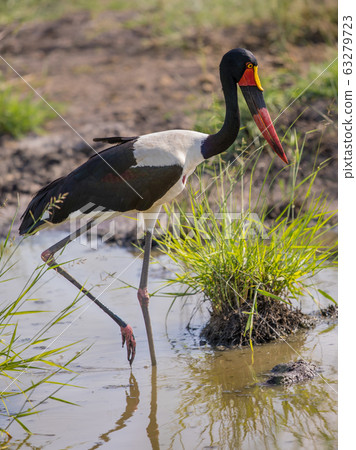 Saddle billed stork Saddle billed stork 63279723