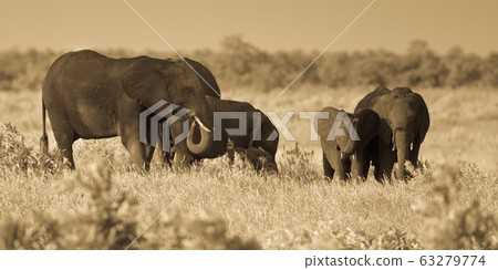 African Elephants group sepia 63279774