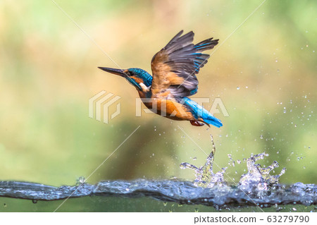 Common European Kingfisher emerging abstract Common European Kingfisher emerging abstract 63279790
