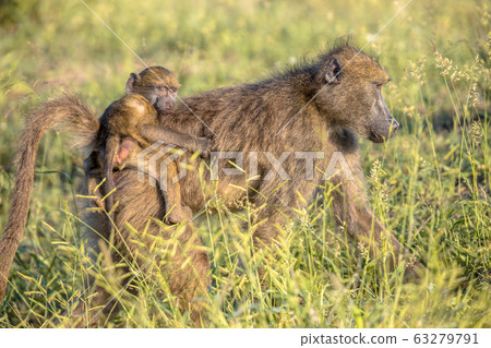 Chacma baboon mother with young Chacma baboon mother with young 63279791